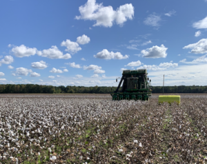 Hertford Co Cotton